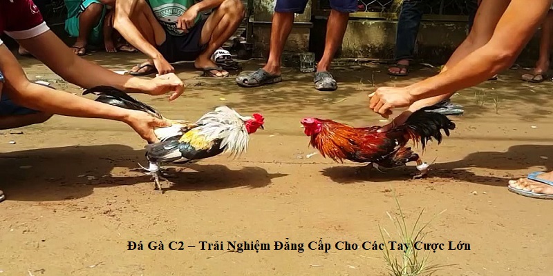 Đá Gà C2 – Trải Nghiệm Đẳng Cấp Cho Các Tay Cược Lớn