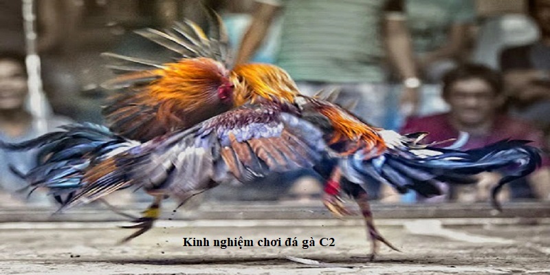 Kinh nghiệm chơi đá gà C2