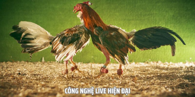 Công nghệ live của đá gà dola789 luôn khiến nhiều người phải ấn tượng